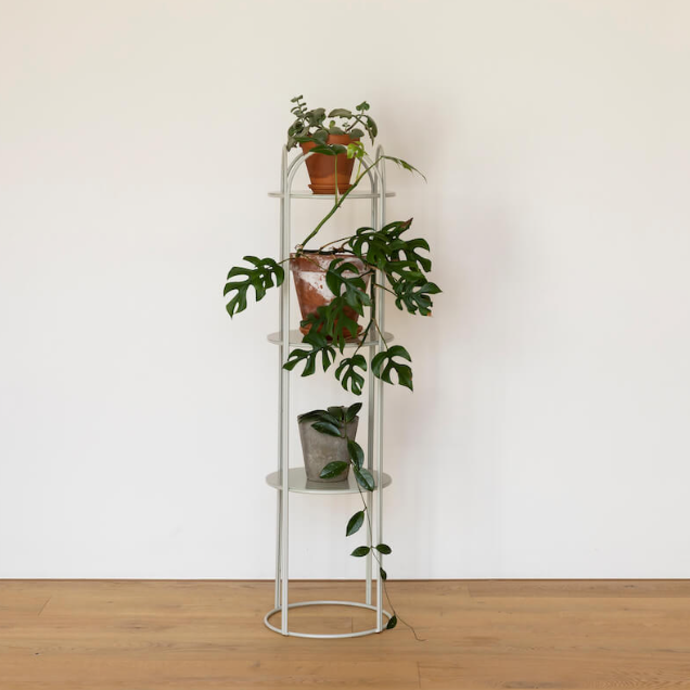 Tall Mahoe Stand - Fog